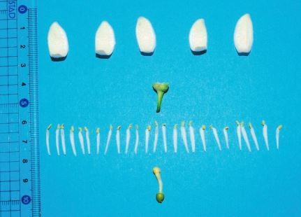 果实 (MAFF, Japan)