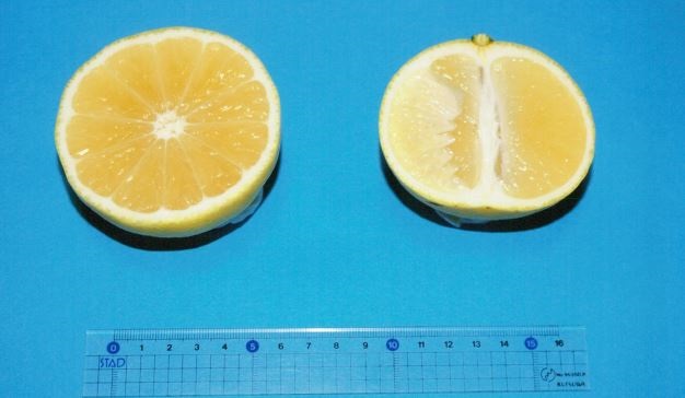 果实 (MAFF, Japan)