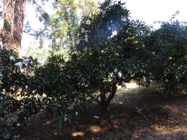 树体 (MAFF, Japan)