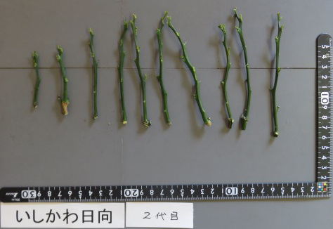 树体 (MAFF, Japan)