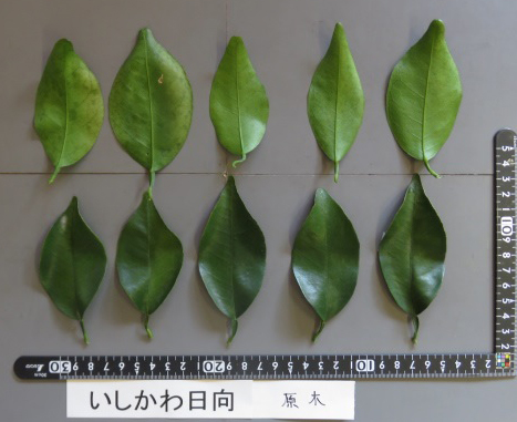 果实 (MAFF, Japan)