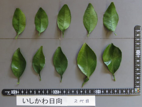 果实 (MAFF, Japan)