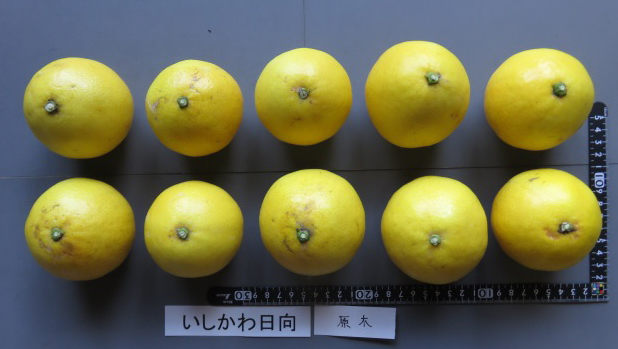 果实 (MAFF, Japan)