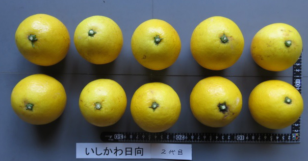 果实 (MAFF, Japan)