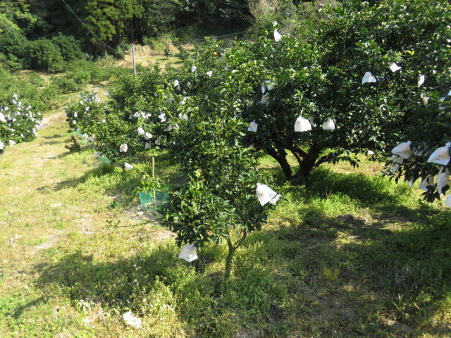 果实 (MAFF, Japan)