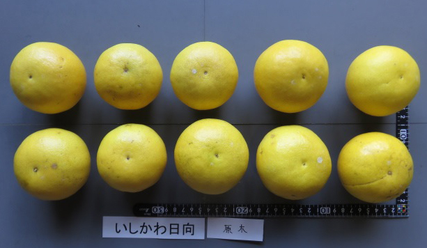 树体 (MAFF, Japan)