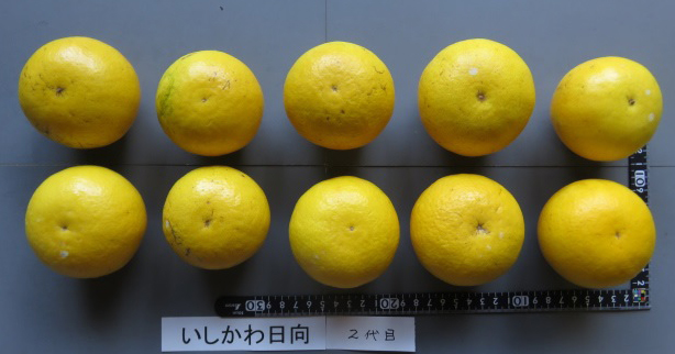 果实 (MAFF, Japan)