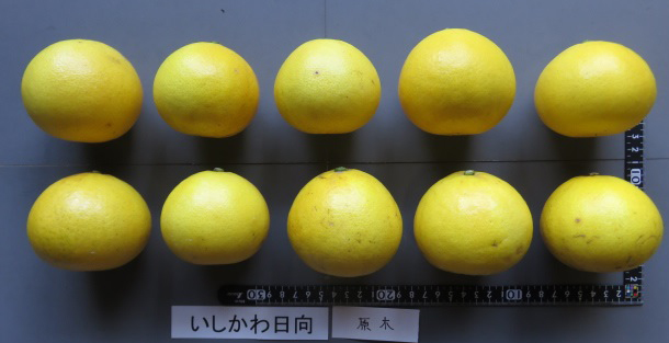 果实 (MAFF, Japan)