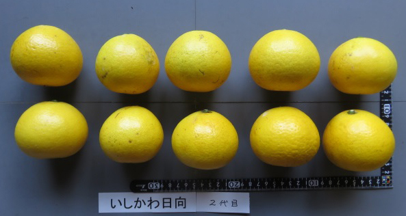 果实 (MAFF, Japan)