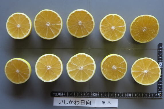 果实 (MAFF, Japan)