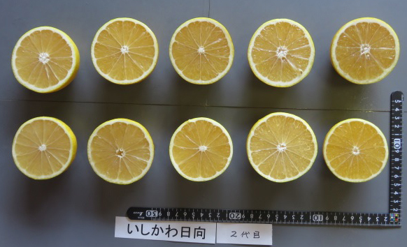 树体 (MAFF, Japan)