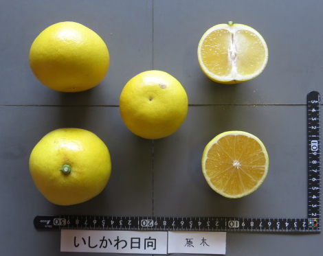 果实 (MAFF, Japan)