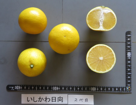 果实 (MAFF, Japan)