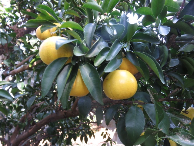 果实 (MAFF, Japan)