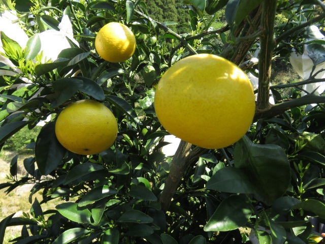 果实 (MAFF, Japan)