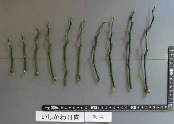 果实 (MAFF, Japan)