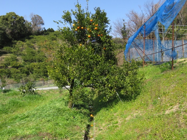 树体 (MAFF, Japan)