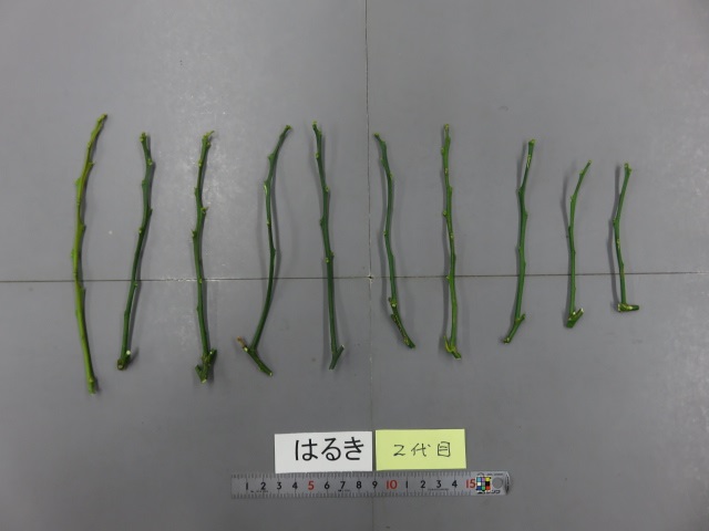 树体 (MAFF, Japan)