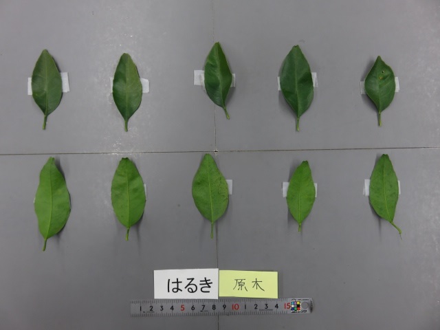 果实 (MAFF, Japan)