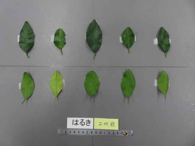 果实 (MAFF, Japan)