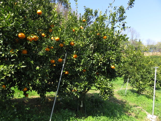 果实 (MAFF, Japan)