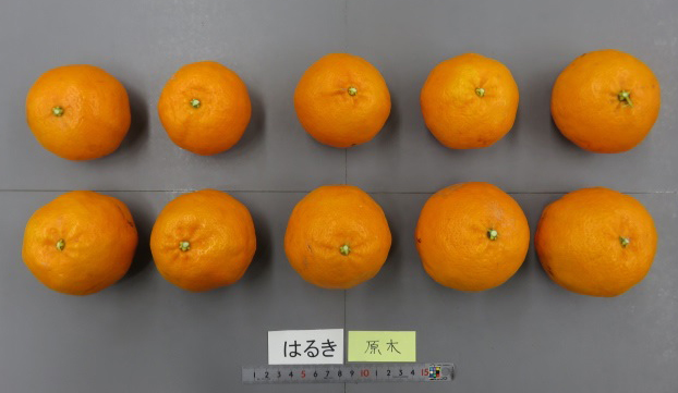 果实 (MAFF, Japan)