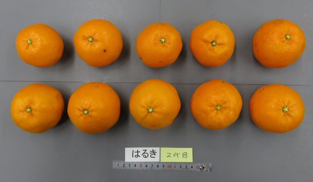 果实 (MAFF, Japan)