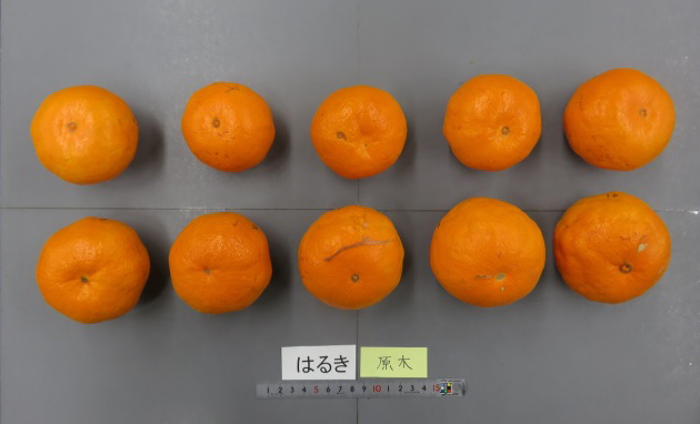 果实 (MAFF, Japan)