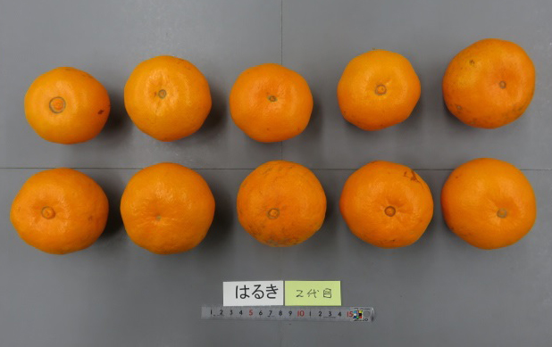 树体 (MAFF, Japan)