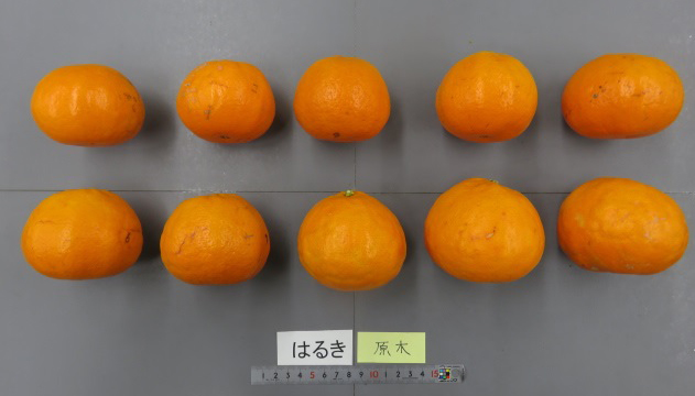 果实 (MAFF, Japan)