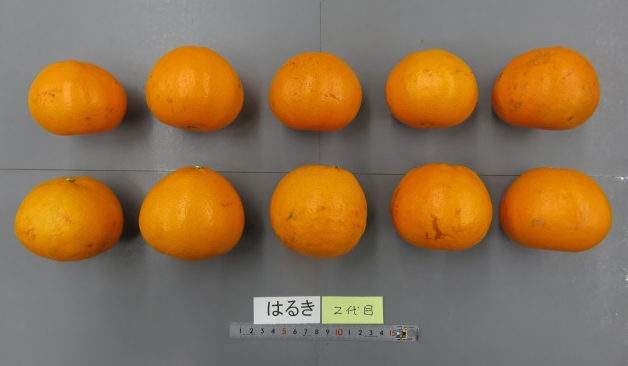 果实 (MAFF, Japan)