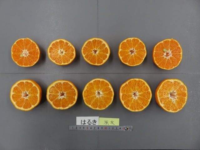 果实 (MAFF, Japan)