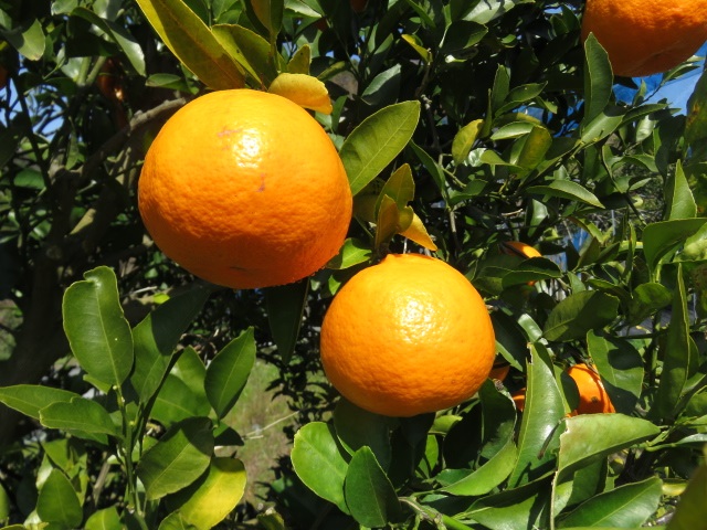 果实 (MAFF, Japan)