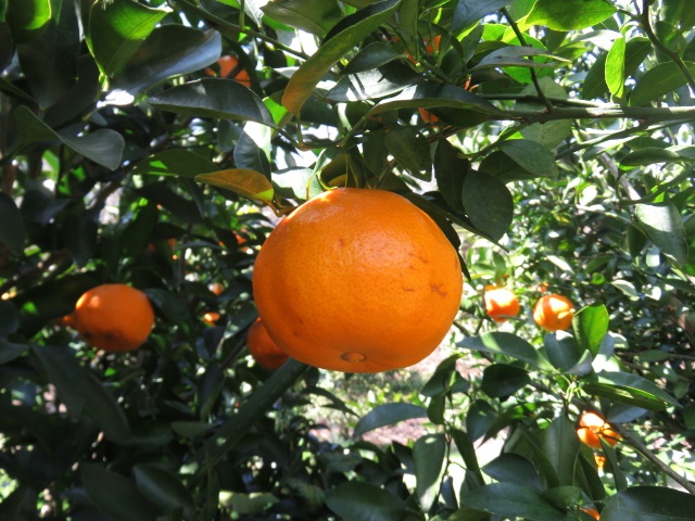 果实 (MAFF, Japan)