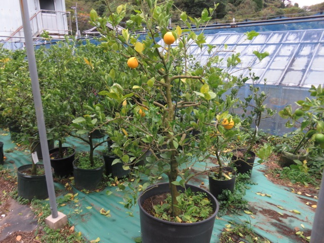 树体 (MAFF, Japan)