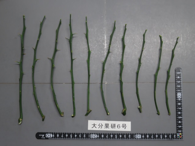 果实 (MAFF, Japan)