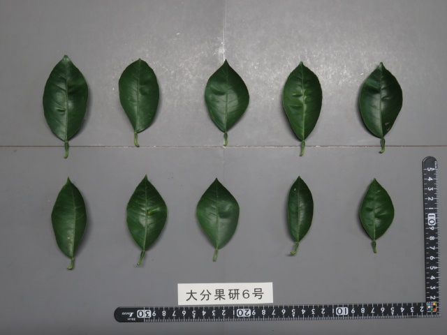 树体 (MAFF, Japan)