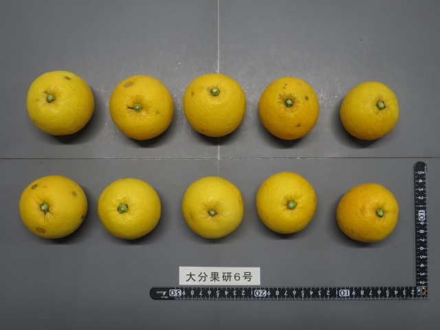 果实 (MAFF, Japan)