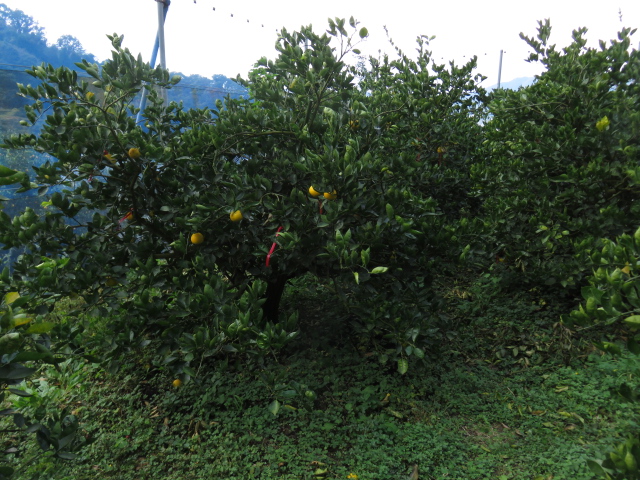 果实 (MAFF, Japan)