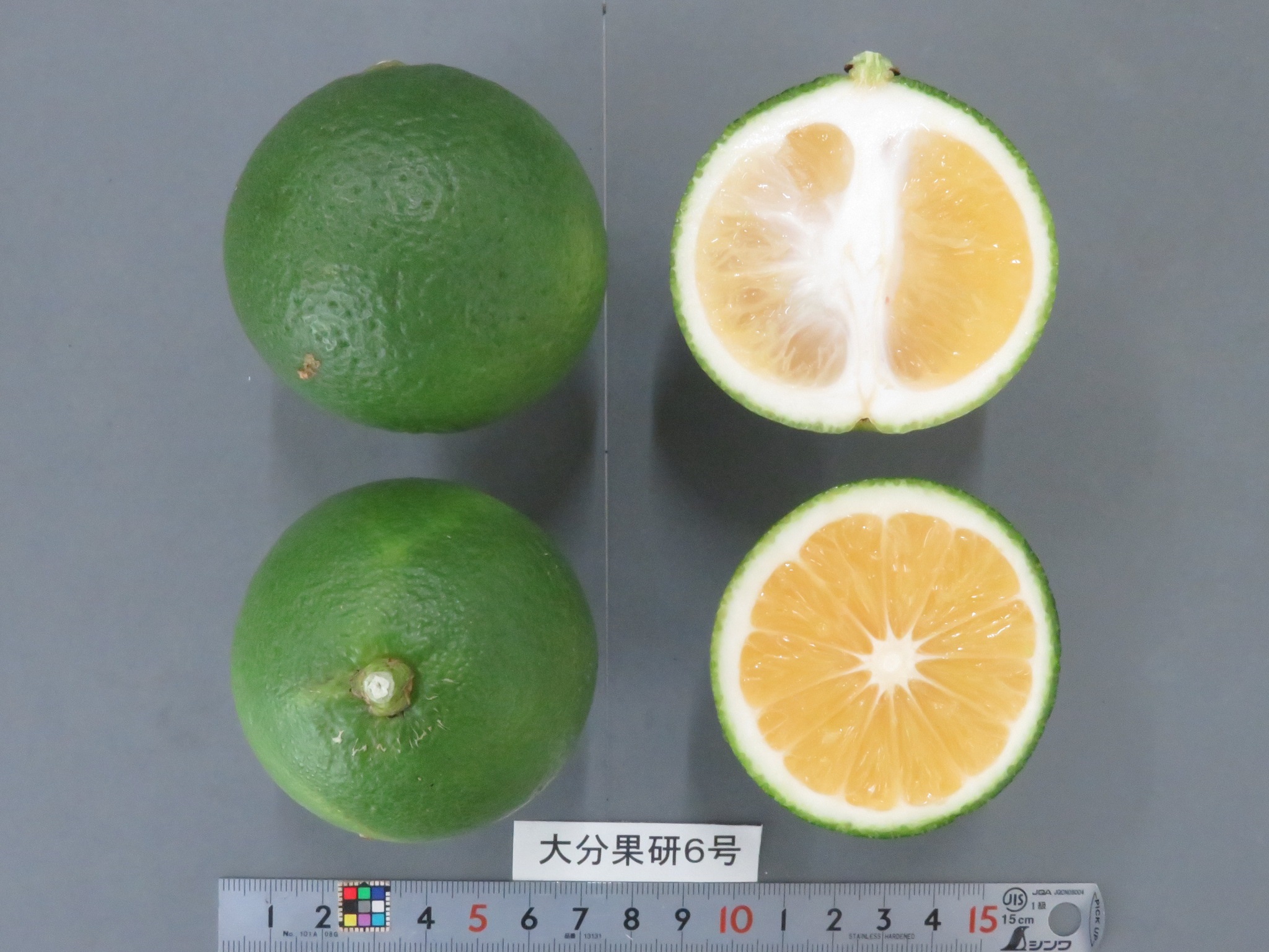 树体 (MAFF, Japan)