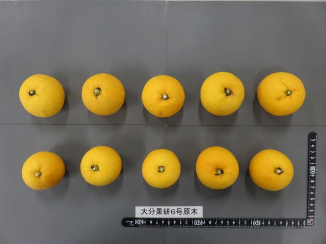 果实 (MAFF, Japan)