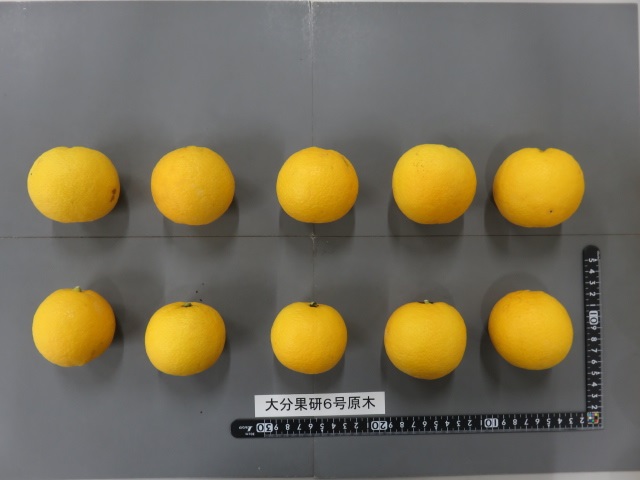 果实 (MAFF, Japan)