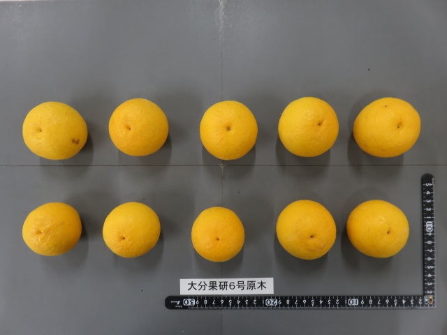 果实 (MAFF, Japan)