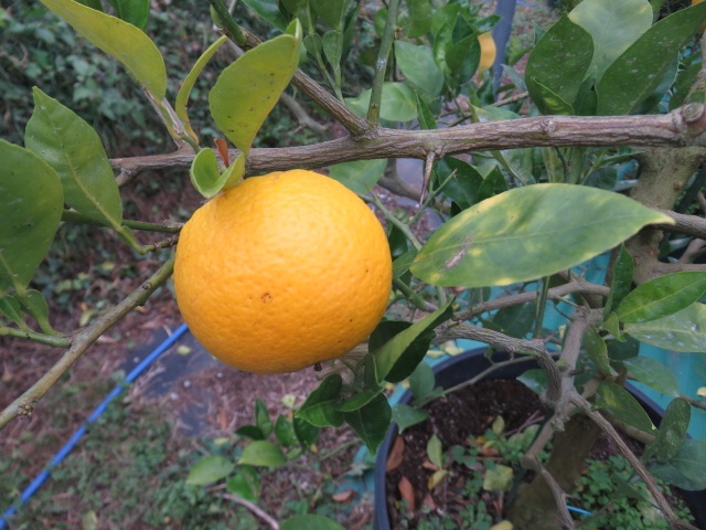 果实 (MAFF, Japan)