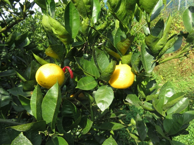 果实 (MAFF, Japan)