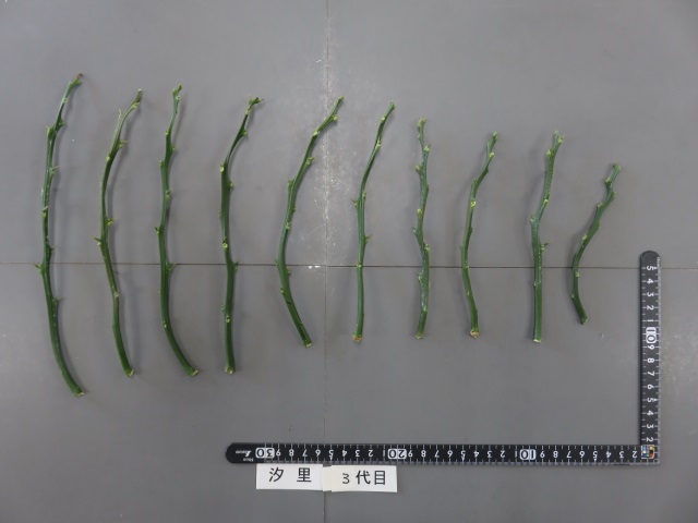 果实 (MAFF, Japan)