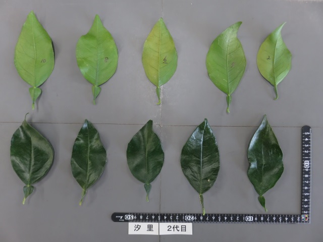 果实 (MAFF, Japan)