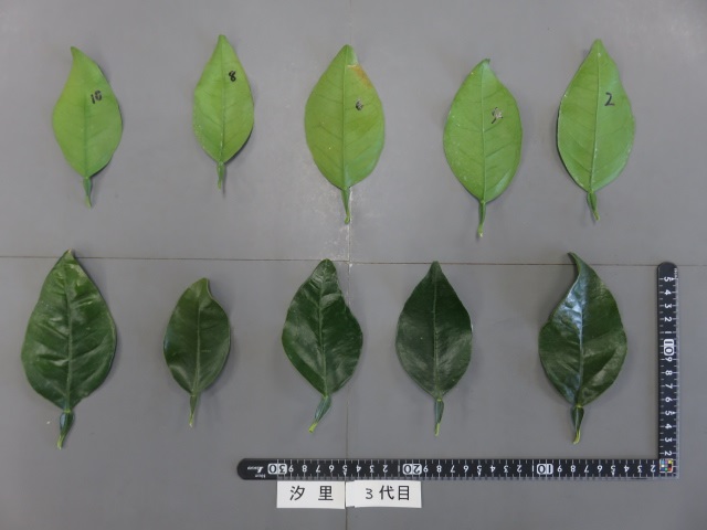 树体 (MAFF, Japan)