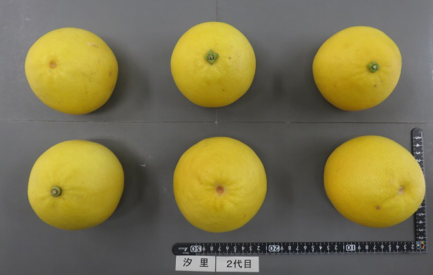 果实 (MAFF, Japan)