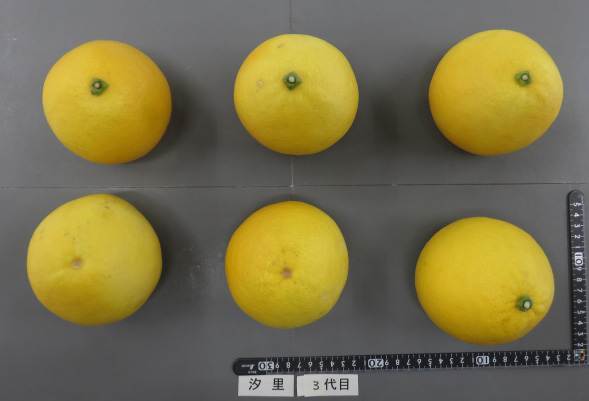 果实 (MAFF, Japan)